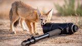 Neugierig inspiziert ein junger Kitfuchs das Objektiv einer Kamera. Wie es wohl riecht, wie es schmeckt, woraus es besteht? Der Schnappschuss des Fuchses aus dem trockenen Westen Nordamerikas bringt Brian Clopp den Sieg in der Kategorie "Lustige Natur" ein.