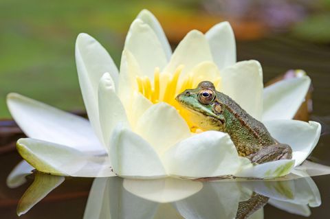 Gartenteich Frosch sitzt in Seerosenblüte