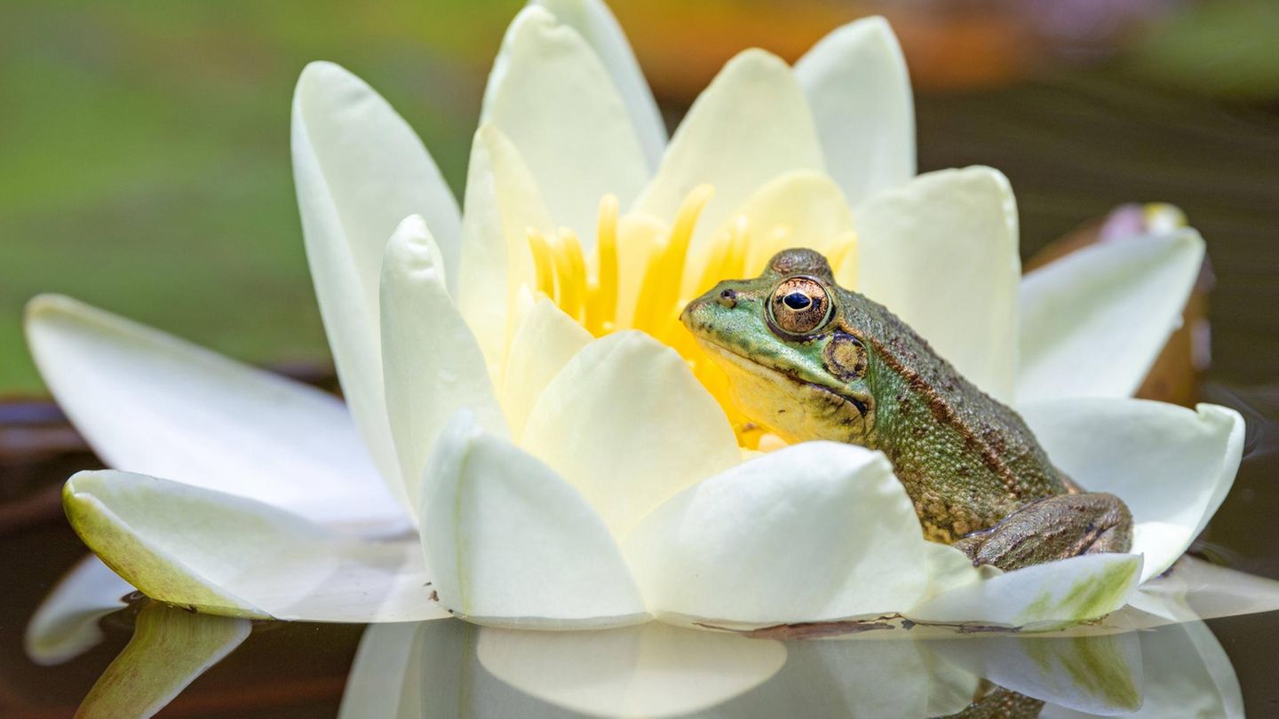 Gartenteich Frosch sitzt in Seerosenblüte