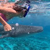 Placencia Belize Ei Mädchen schwimmt mit einem Walhai