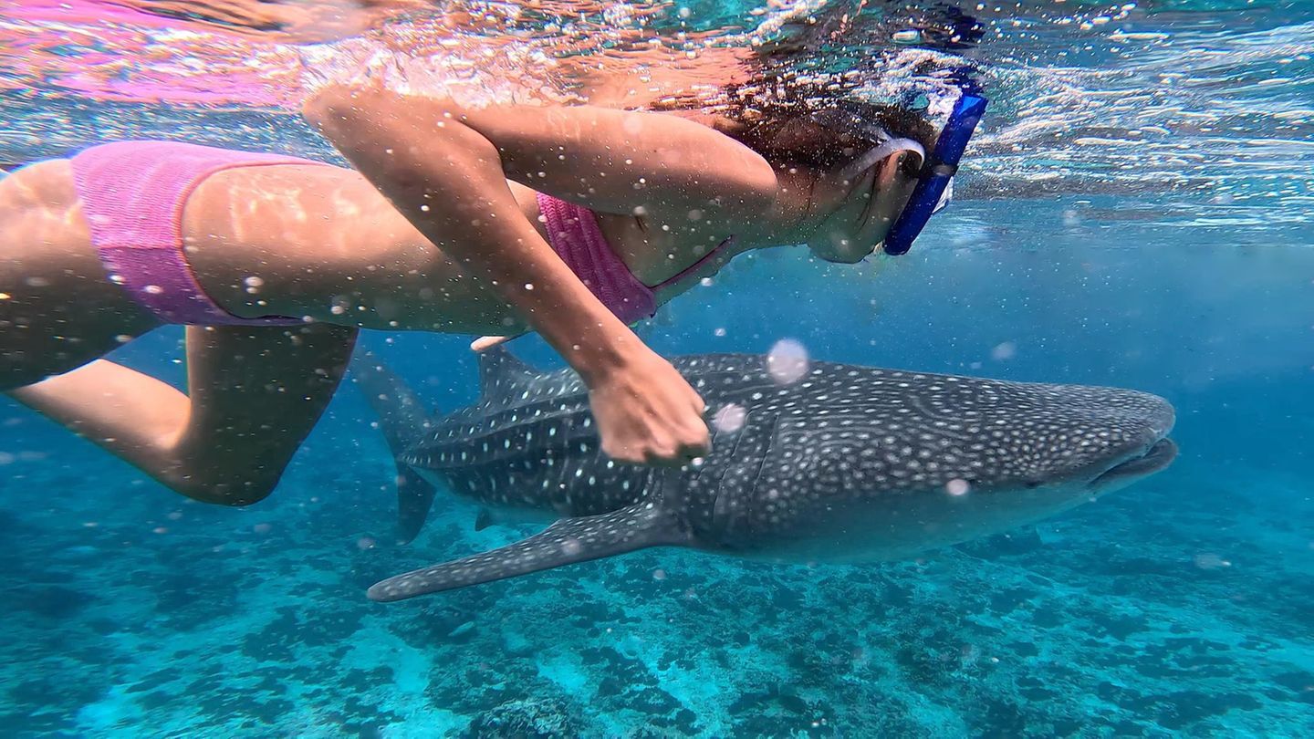 Placencia Belize Ei Mädchen schwimmt mit einem Walhai Placencia Belize Ei Mädchen schwimmt mit einem Walhai