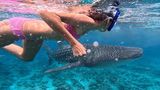 Placencia Belize Ei Mädchen schwimmt mit einem Walhai