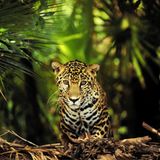 Ein Jaguar im Cockscomb Basin Wildlife Sanctuary