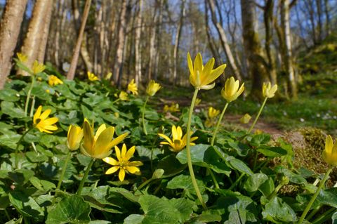 Frühlingsbote: Das Scharbockskraut reckt seine Blüten in die Waldluft. Viele Pflanzen registrieren die Temperaturen – und blühen aufgrund der Erwärmung durch den Klimawandel immer früher