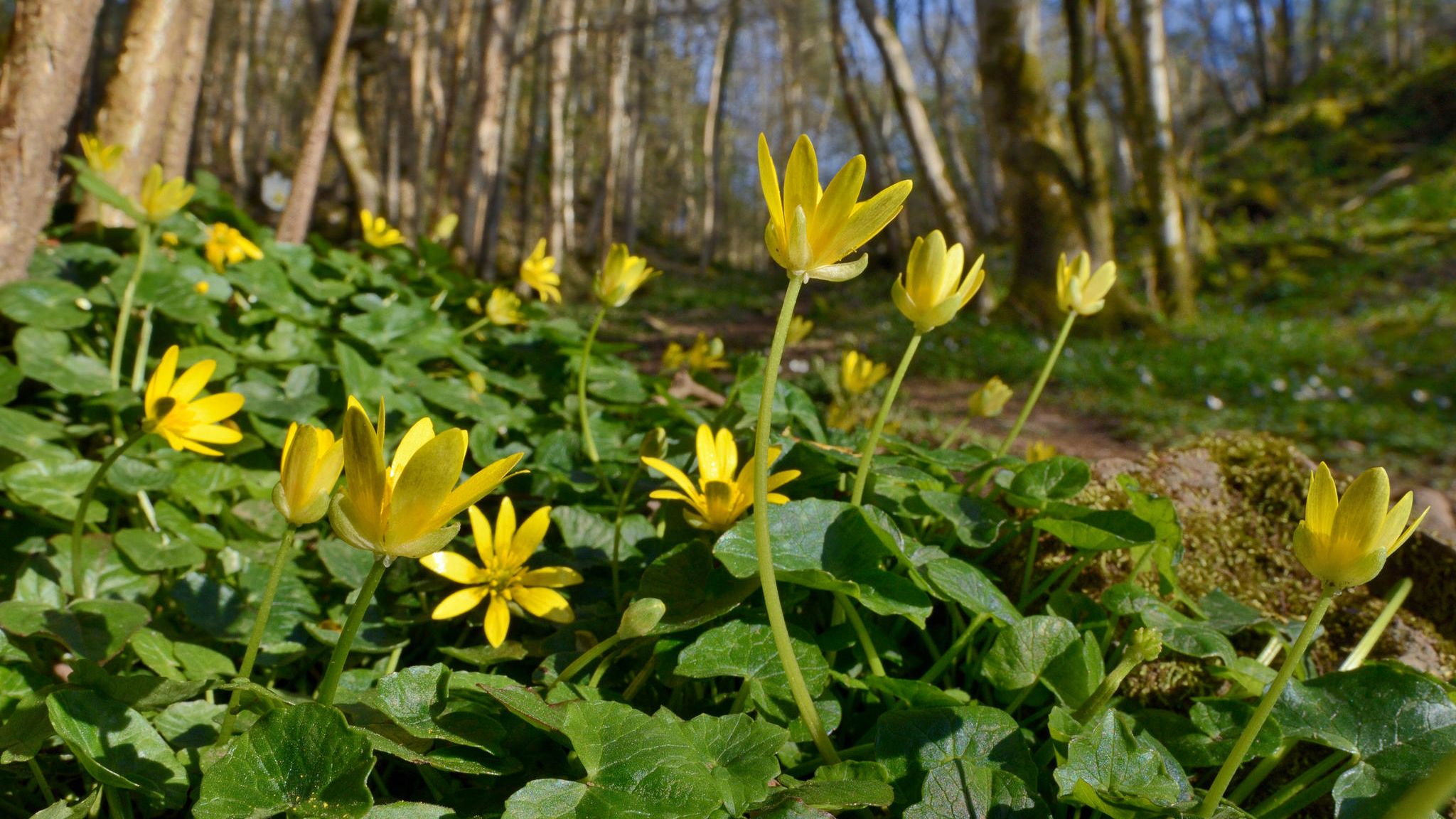 Frühlingsbote: Das Scharbockskraut reckt seine Blüten in die Waldluft. Viele Pflanzen registrieren die Temperaturen – und blühen aufgrund der Erwärmung durch den Klimawandel immer früher