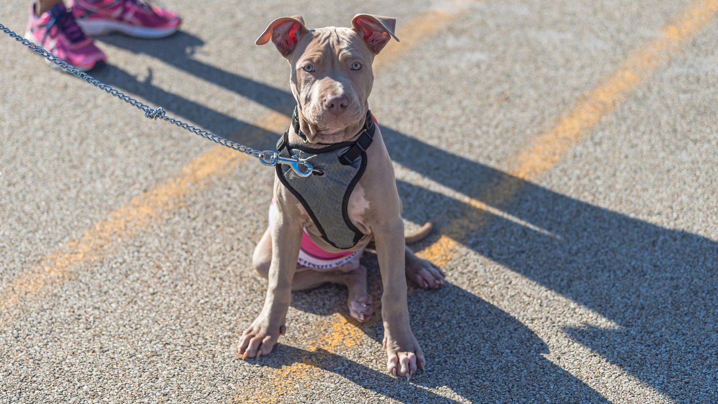 In der US-Stadt Memphis löste ein Pitbull einen Schuss aus einer Waffe aus