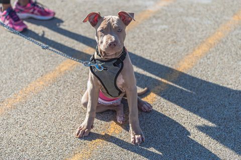 In der US-Stadt Memphis löste ein Pitbull einen Schuss aus einer Waffe aus