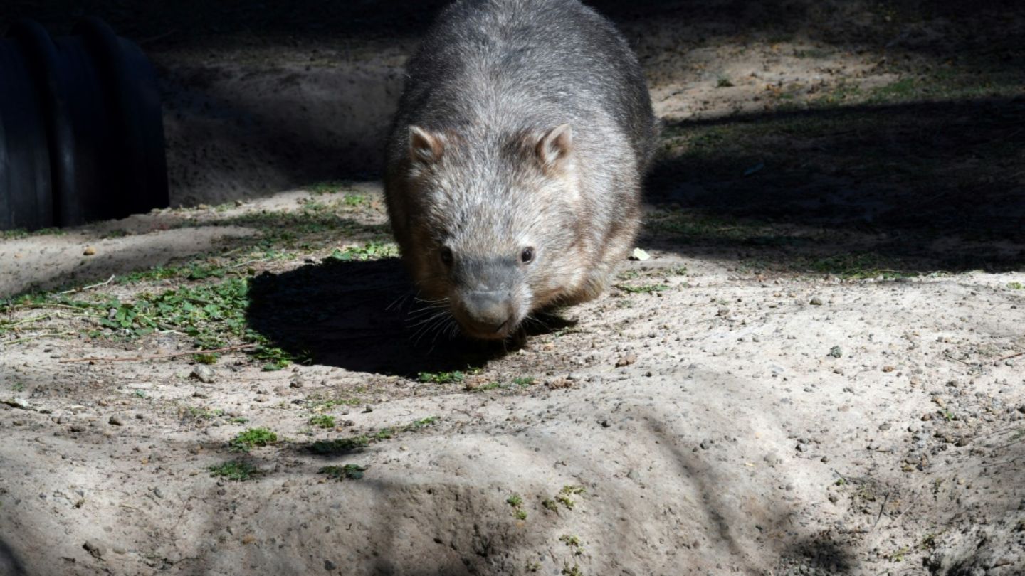 Wombat