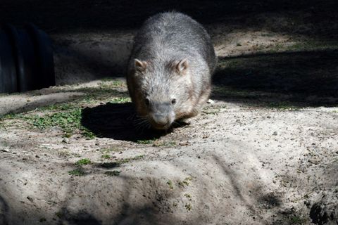 Wombat