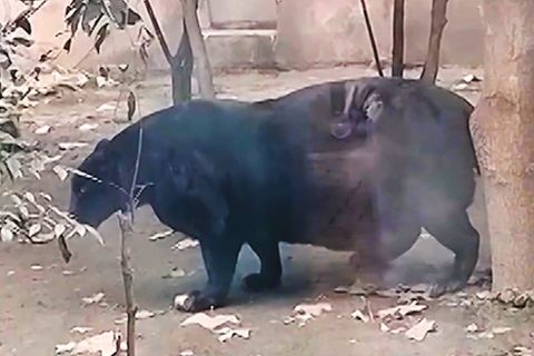 Ein beleibter Panther geht in seinem Zoogehege umher