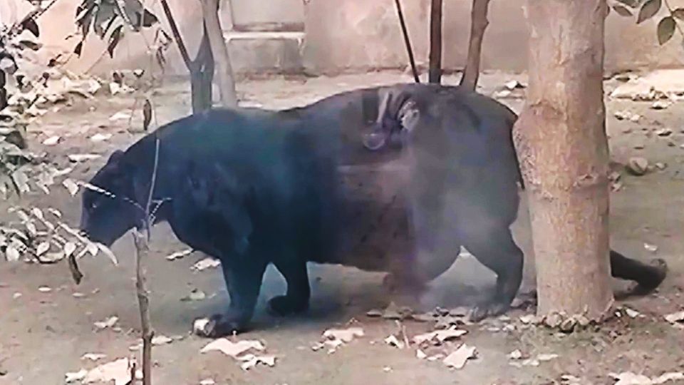 Ein beleibter Panther geht in seinem Zoogehege umher