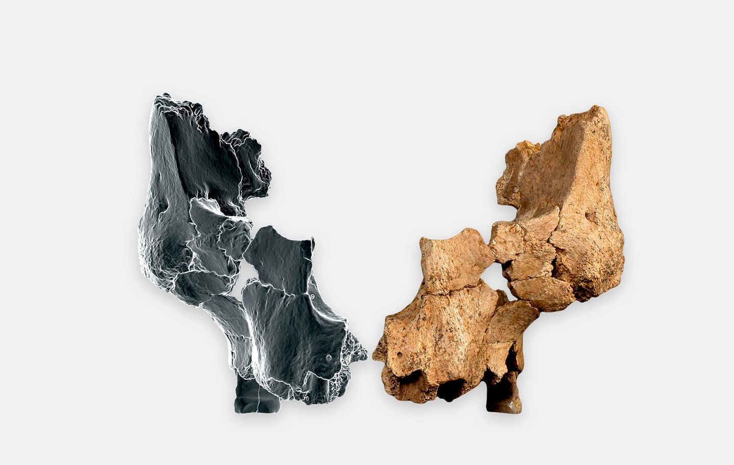 Fossil von "Pink"