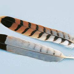 Vogelfedern