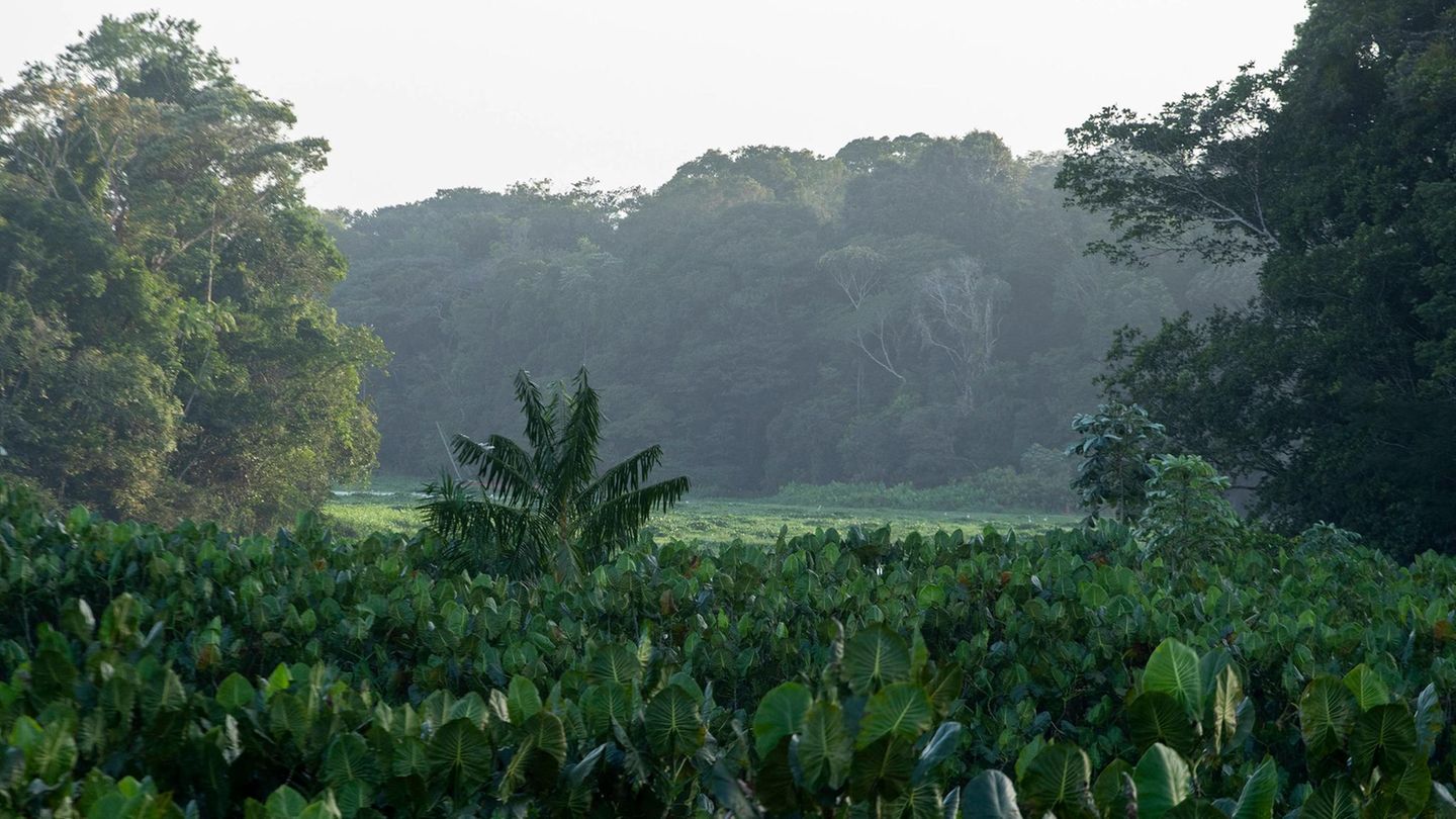 Brasilien: Amazonas bei Belem