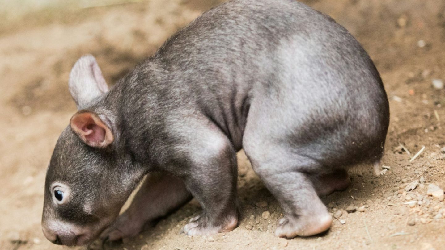 Wombats leben in unterirdischen Höhlen in Australien