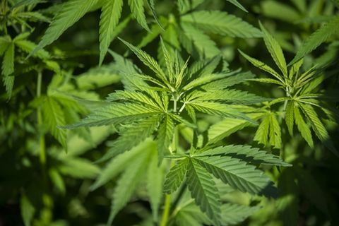 Cannabispflanzen