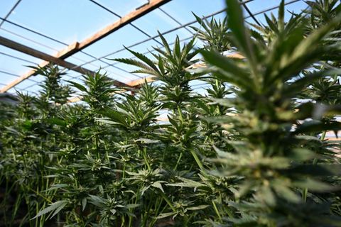 Cannabisplantage