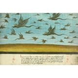 Drachen fliegen am Himmel