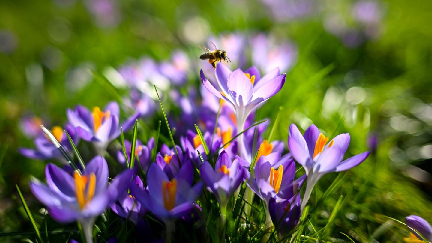 fr-hlingswetter-neue-woche-in-nrw-wird-sonnig