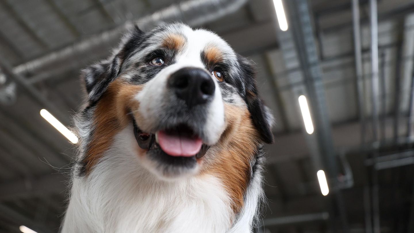 Hund