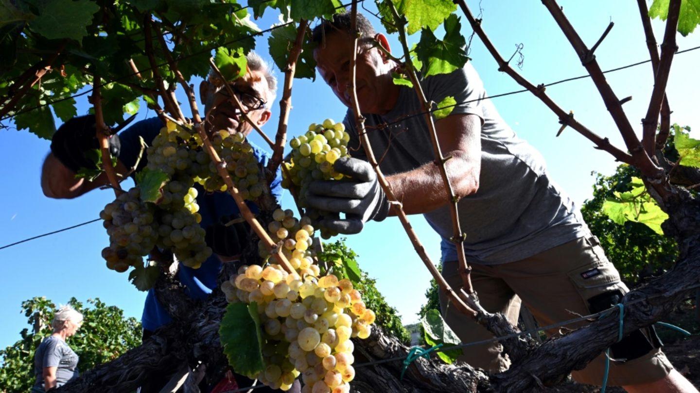Weinlese im Herbst