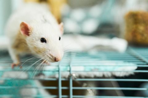 Eine weiße Ratte klettert auf einem Käfig herum