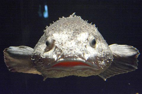 Der Blobfisch in seinem Lebensraum in der Meerestiefe