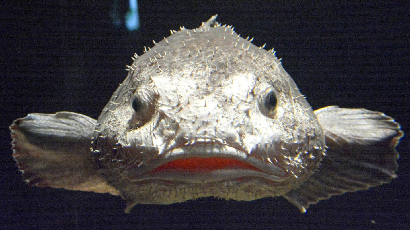 Der Blobfisch in seinem Lebensraum in der Meerestiefe