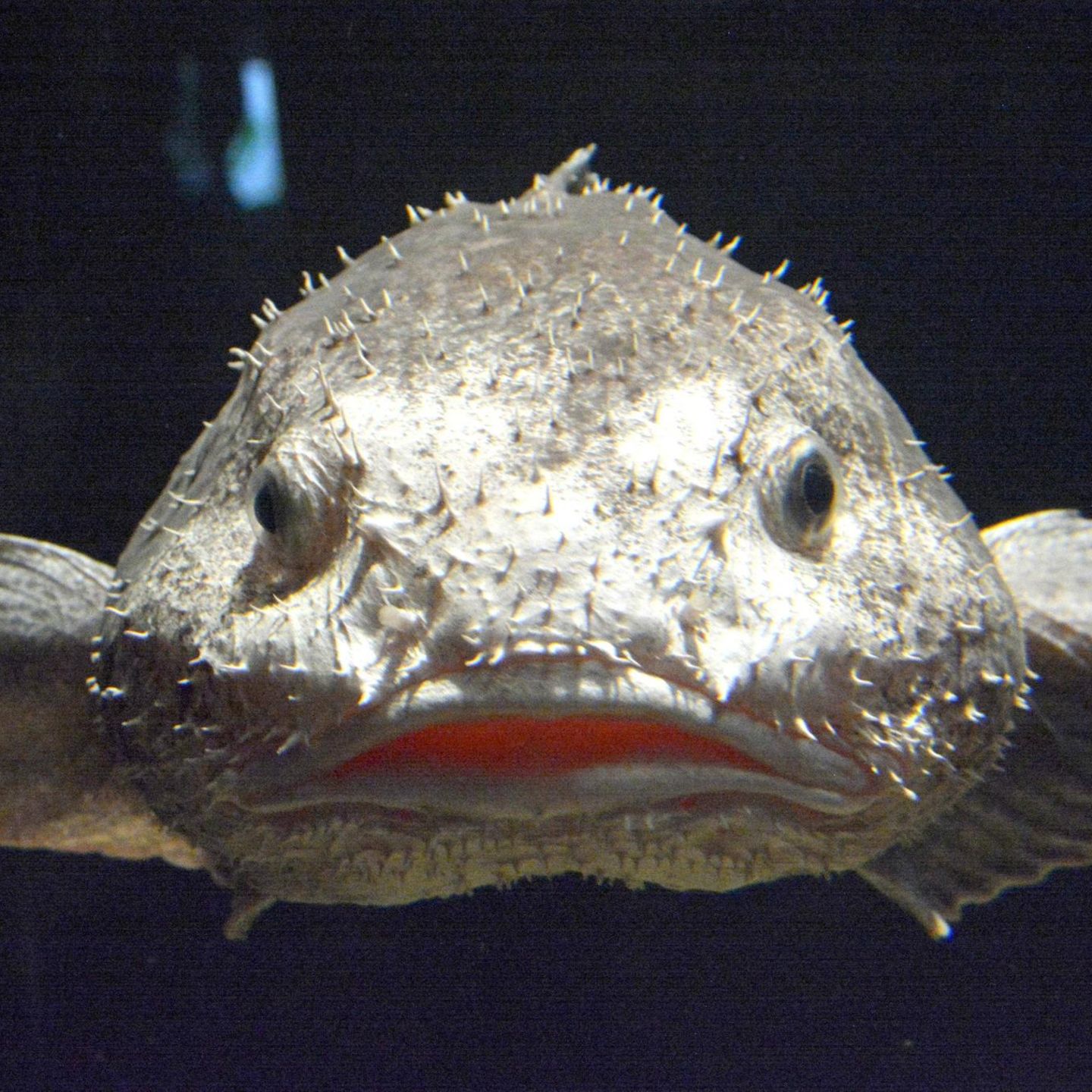 wie sieht ein blobfisch aus