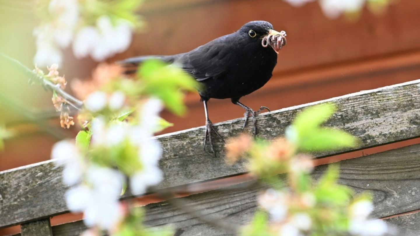 Eine Amsel mit Wurm im Schnabel