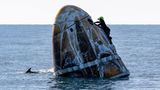Ein Mitglied des Support-Teams ist bei der Arbeit an der SpaceX-Kapsel "Crew Dragon" zu sehen, kurz nachdem sie gelandet ist. Währenddessen gleitet ein Delfin durch das Wasser vor der Küste von Tallahassee