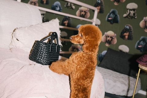Hunde: Pudel sitzt vor Handtasche