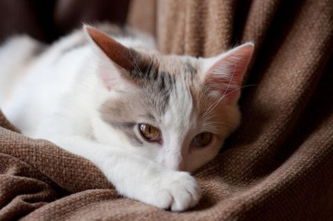 Eine weiß-grau getigerte Katze liegt auf einer braunen Decke