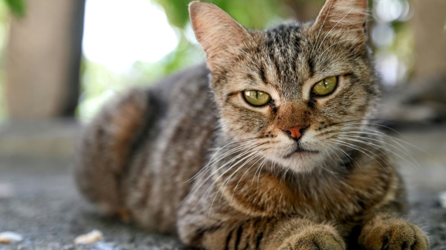 Katze