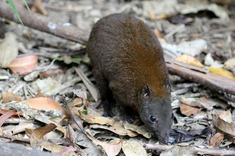 Moschusrattenkänguru sind 20 Zentimenter groß