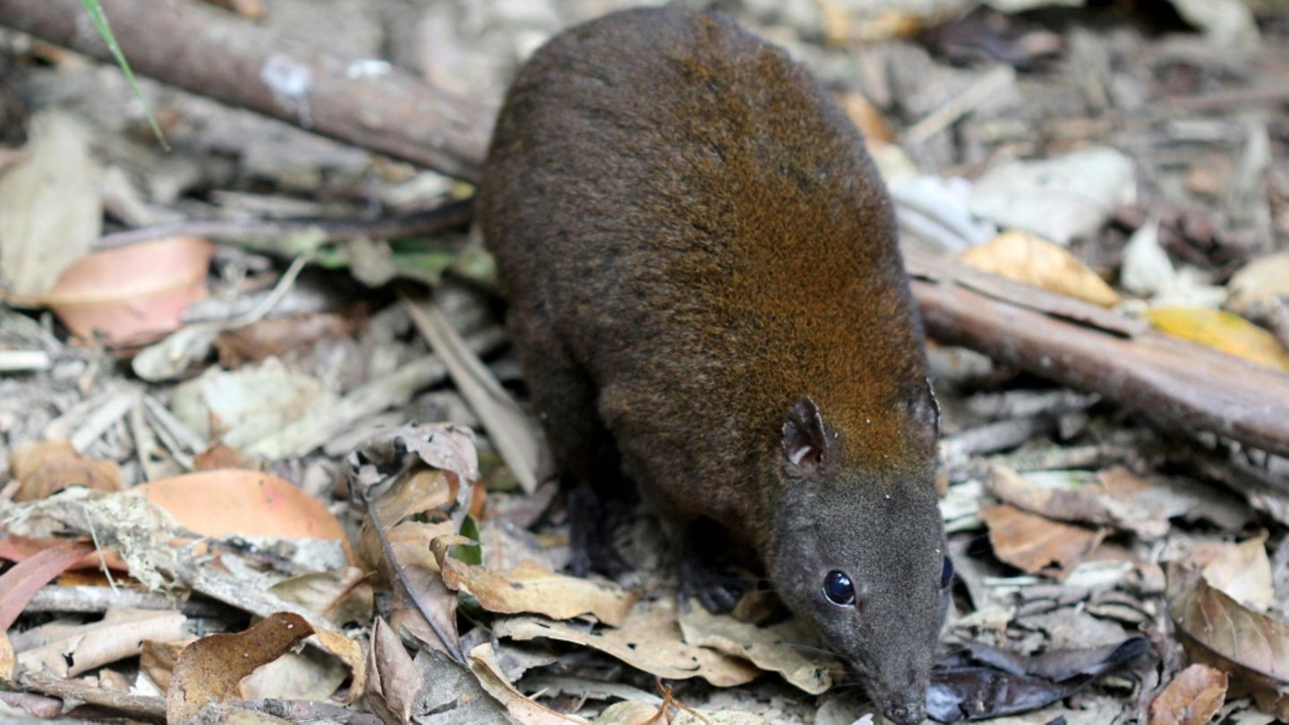 Moschusrattenkänguru sind 20 Zentimenter groß