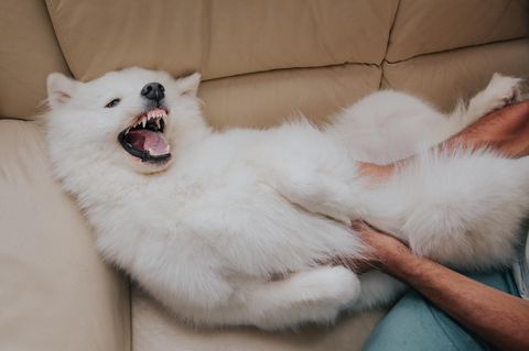 Hund fletscht Zähne im Spiel