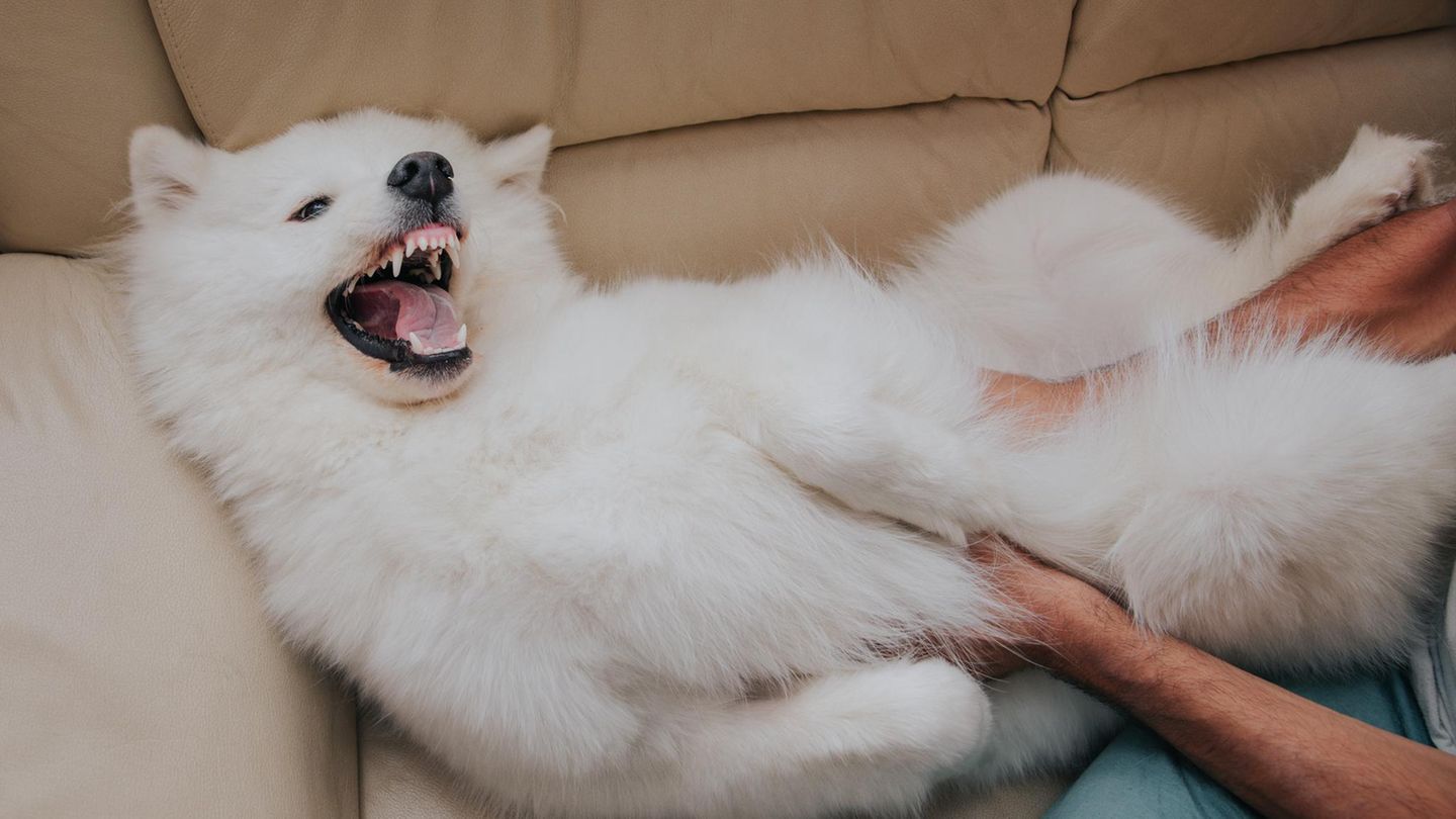 Haustiere: Stress oder Freude? Warum wir unsere Hunde ständig falsch verstehen