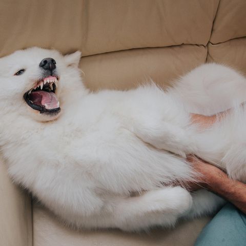 Hund fletscht Zähne im Spiel