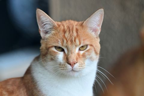 Katze in einem Tierheim