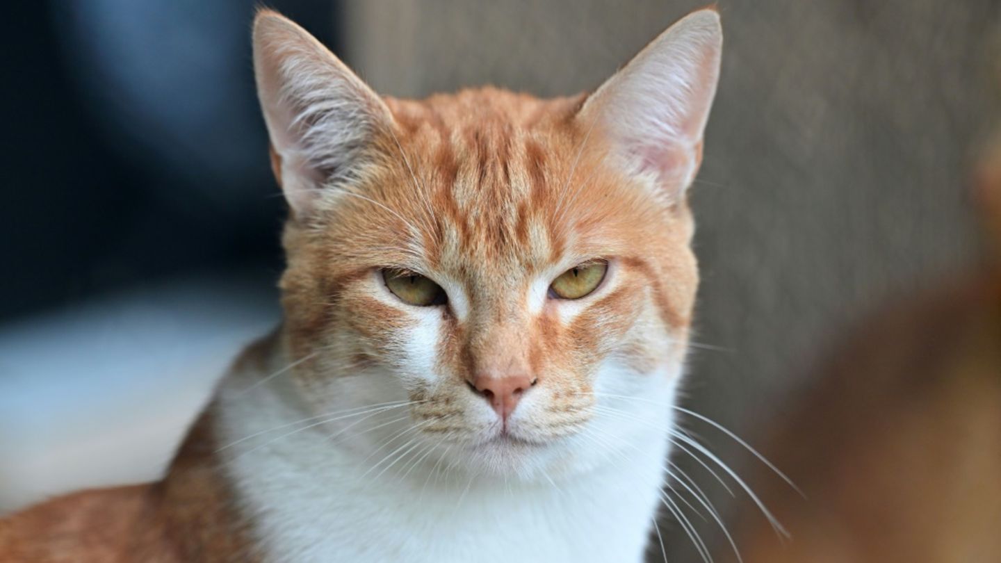 Katze in einem Tierheim