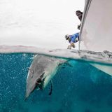 Der Kopf von Hammerhaien ist – wahrscheinlich für eine bessere Sinneswahrnehmung – seitlich stark verbreitert, Augen und Nasenlöcher sitzen an den Enden dieser hammerförmigen Ausläufer. Große Hammerhaie (Sphyrna mokarran) kommen in den tropischen und warmen Klimazonen aller Weltmeere vor und unternehmen bis zu 3.000 Kilometer weite Langstreckenwanderungen, wie es in der Studie heißt