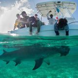 Die überraschende Erkenntnis: Viele Hammerhaie halten sich über Jahre vor der Küste des Bahamas auf, während andere zur Ostküste der USA wanderten. "Wir haben Hinweise auf individuelle Unterschiede in ihrer Ernährung gefunden, sodass die Entscheidung, ob sie bleiben oder gehen, davon abhängen könnte, wovon sie sich ernähren", erklärte Guttridge      