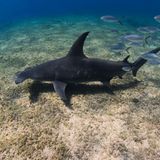 Der Große Hammerhai ist laut Weltnaturschutzunion (IUCN) vom Aussterben bedroht. Um die Art besser zu verstehen, fing und vermaß ein Team um den Wissenschaftler Tristan Guttridge von der gemeinnützigen Organisation Saving the Blue 22 Haie vor den Bahamas und markierte sieben mit Trackern. "Das Verständnis der Bewegungsmuster von Hammerhaien ist wichtig, um die Schutzmaßnahmen zu verbessern, sagt Guttridge