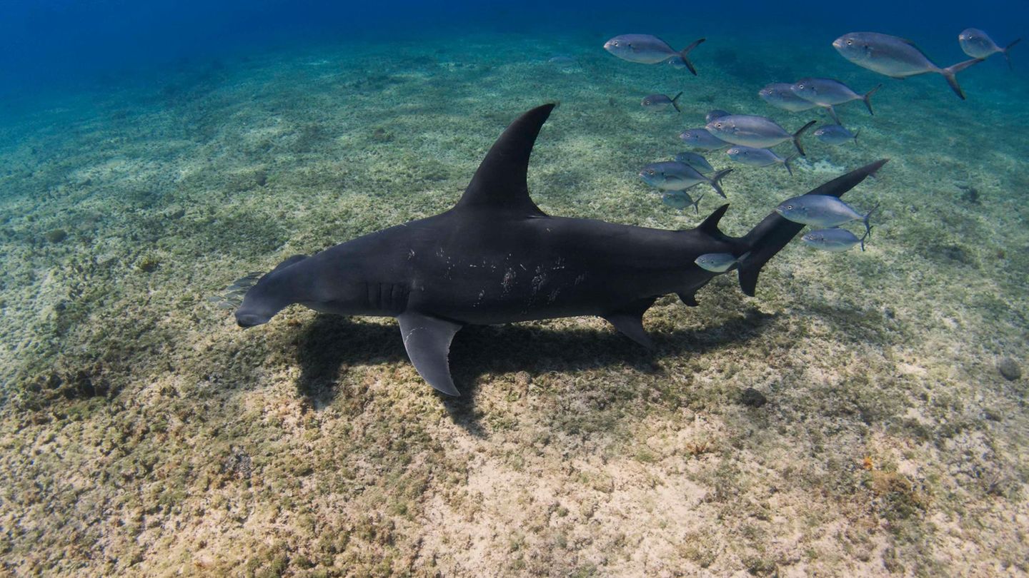 Der Große Hammerhai ist laut Weltnaturschutzunion (IUCN) vom Aussterben bedroht. Um die Art besser zu verstehen, fing und vermaß ein Team um den Wissenschaftler Tristan Guttridge von der gemeinnützigen Organisation Saving the Blue 22 Haie vor den Bahamas und markierte sieben mit Trackern. "Das Verständnis der Bewegungsmuster von Hammerhaien ist wichtig, um die Schutzmaßnahmen zu verbessern, sagt Guttridge