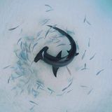 Wegen ihres langsamen Wachstums, der späten Geschlechtsreife, sowie einer langen Trächtigkeitsdauer und geringen Zahl an Nachkommen sind Hammerhaie besonders anfällig für Überfischung. Die Population sei in den letzten drei Generationen um geschätzt mehr als 80 Prozent geschrumpft und Erbgut-Analysen zeigten nur noch eine geringe genetische Variation