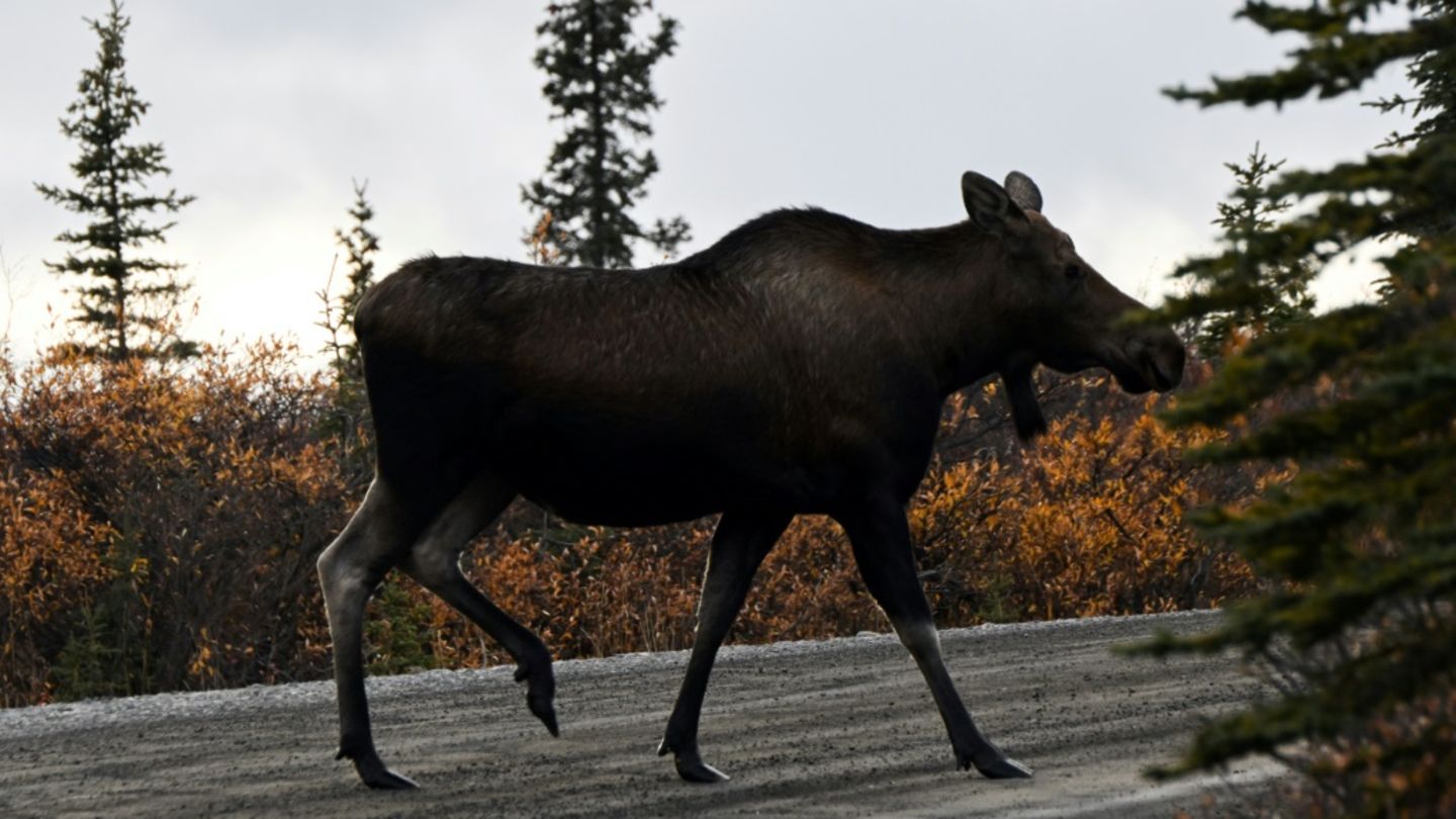 Elch im Denali-Nationalpark in Alaska