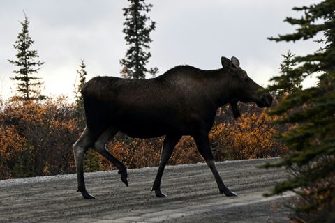 Elch im Denali-Nationalpark in Alaska