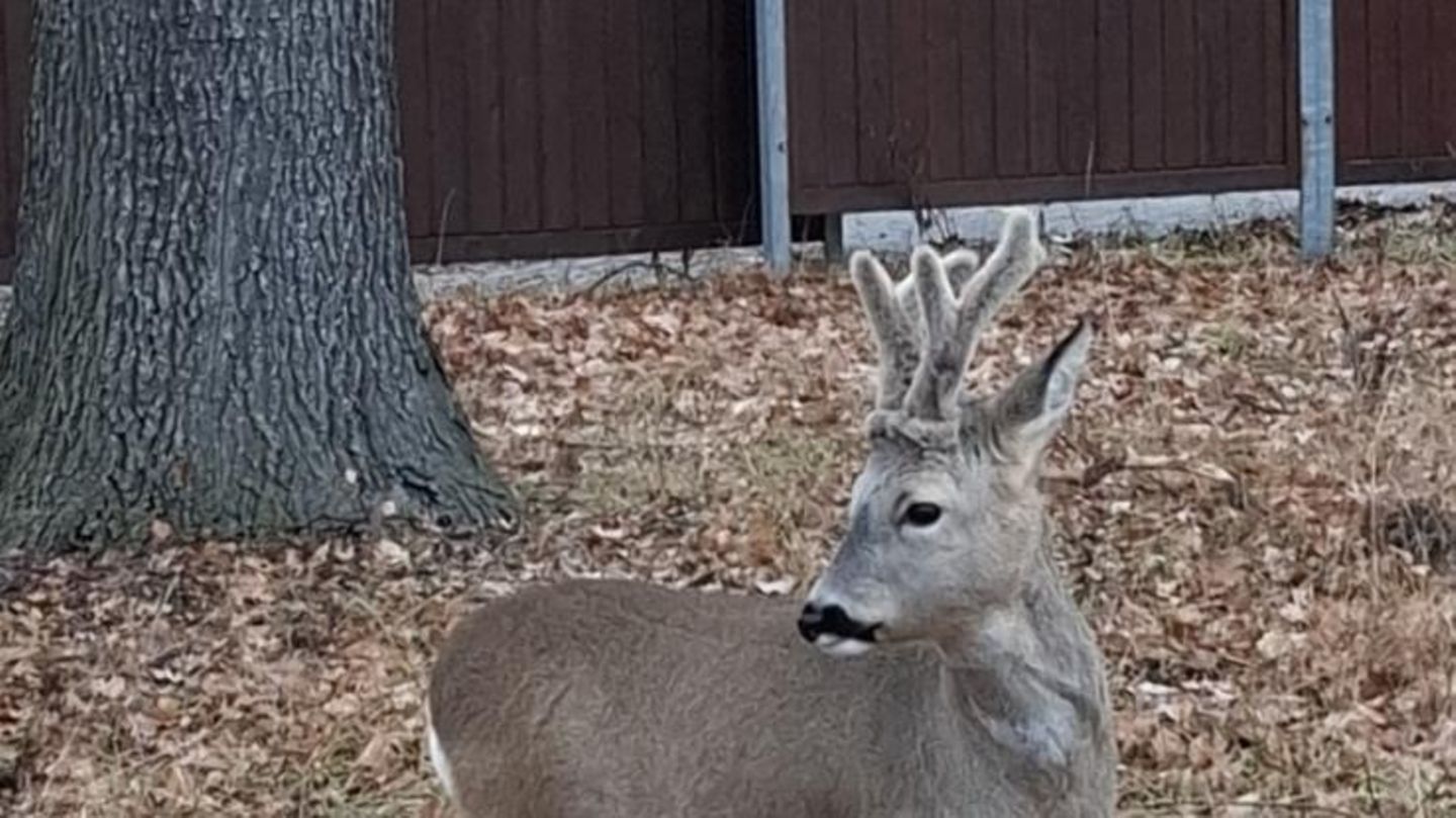 Der Rehbock auf dem Behördengelände in Sachsen