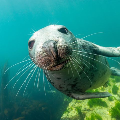 Robbe (Meeressäuger) beim Tauchen